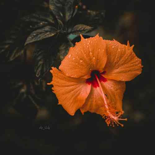 محمد خرم دره باهاش بیرون قدم زدی یادم نمیره